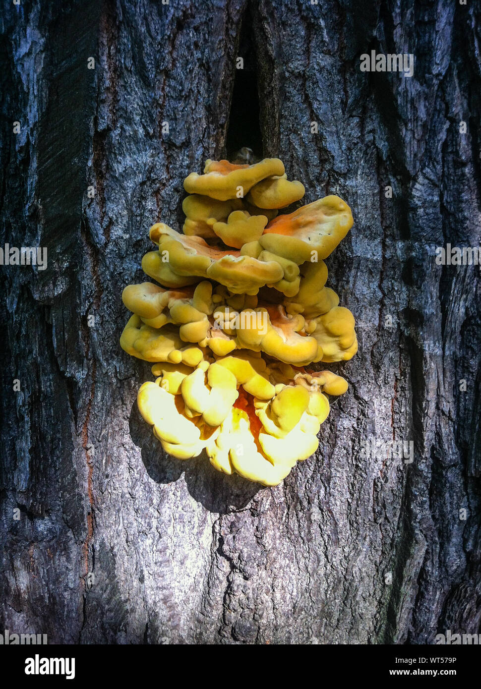 Yellow tree fungus hires stock photography and images Alamy