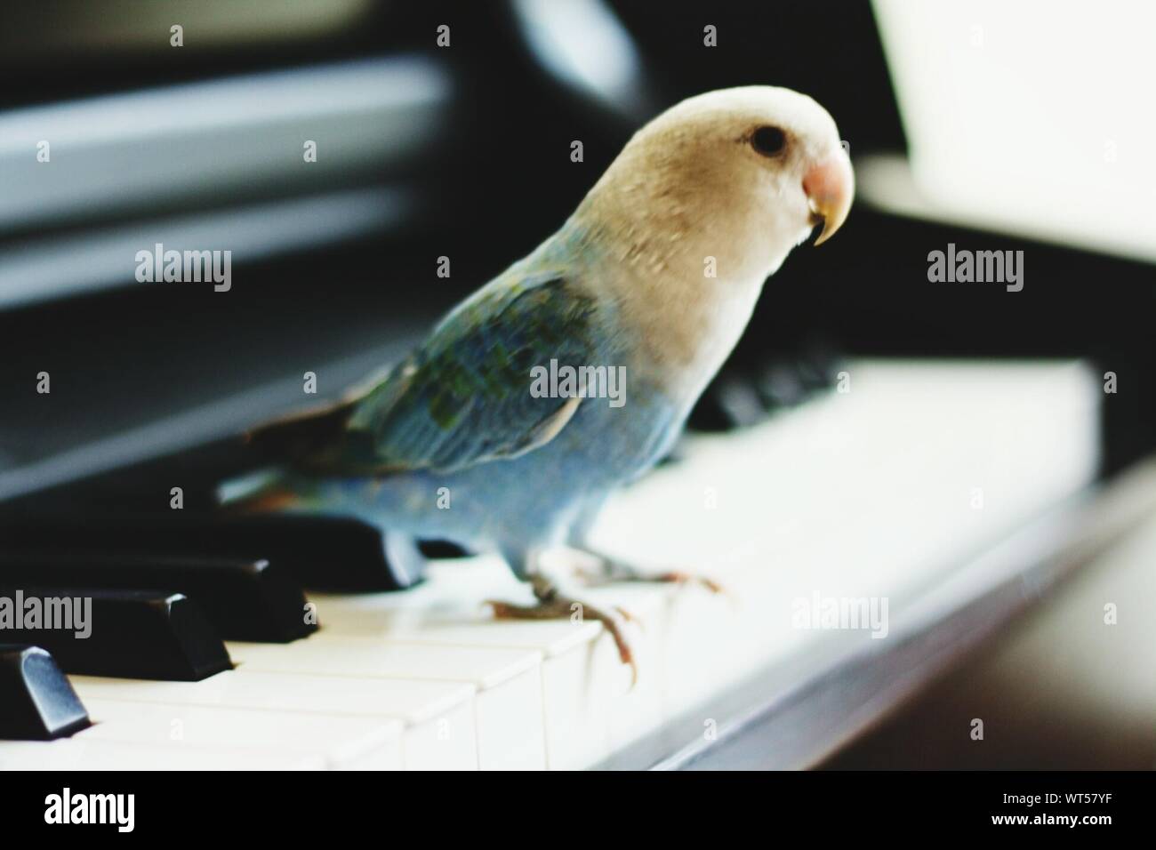 Close-up Of Parrot Perching On Piano Stock Photo - Alamy