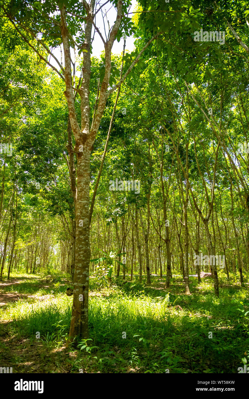 Rubber plantation vietnam asia hi-res stock photography and images - Alamy