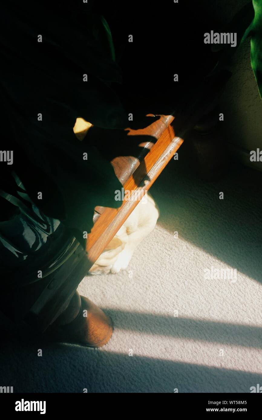 Dog Under Table High Resolution Stock Photography and Images Alamy