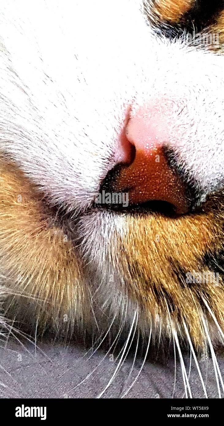 Close up nose cat hires stock photography and images Alamy