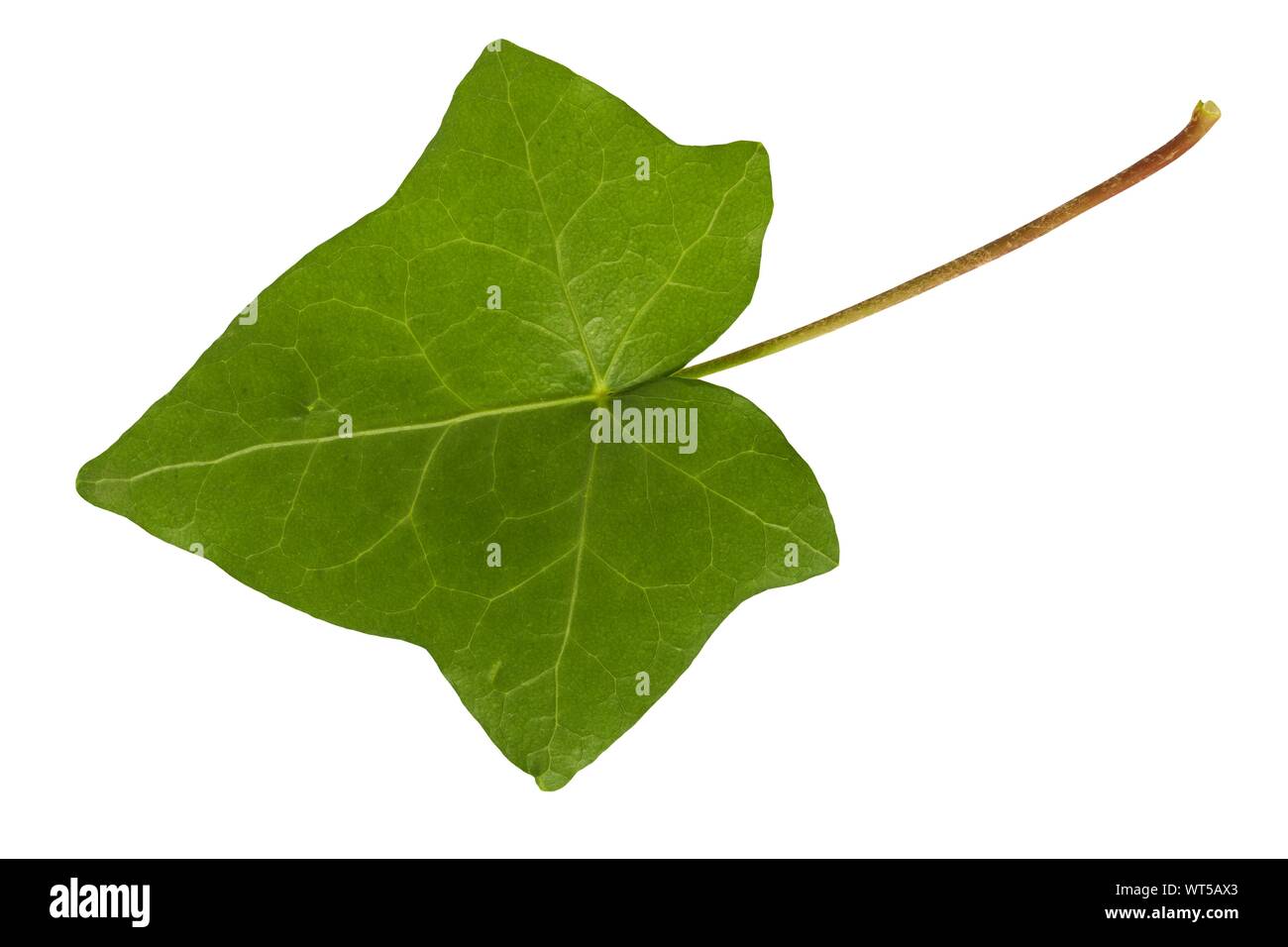 Green ivy leaf isolated on white background Stock Photo