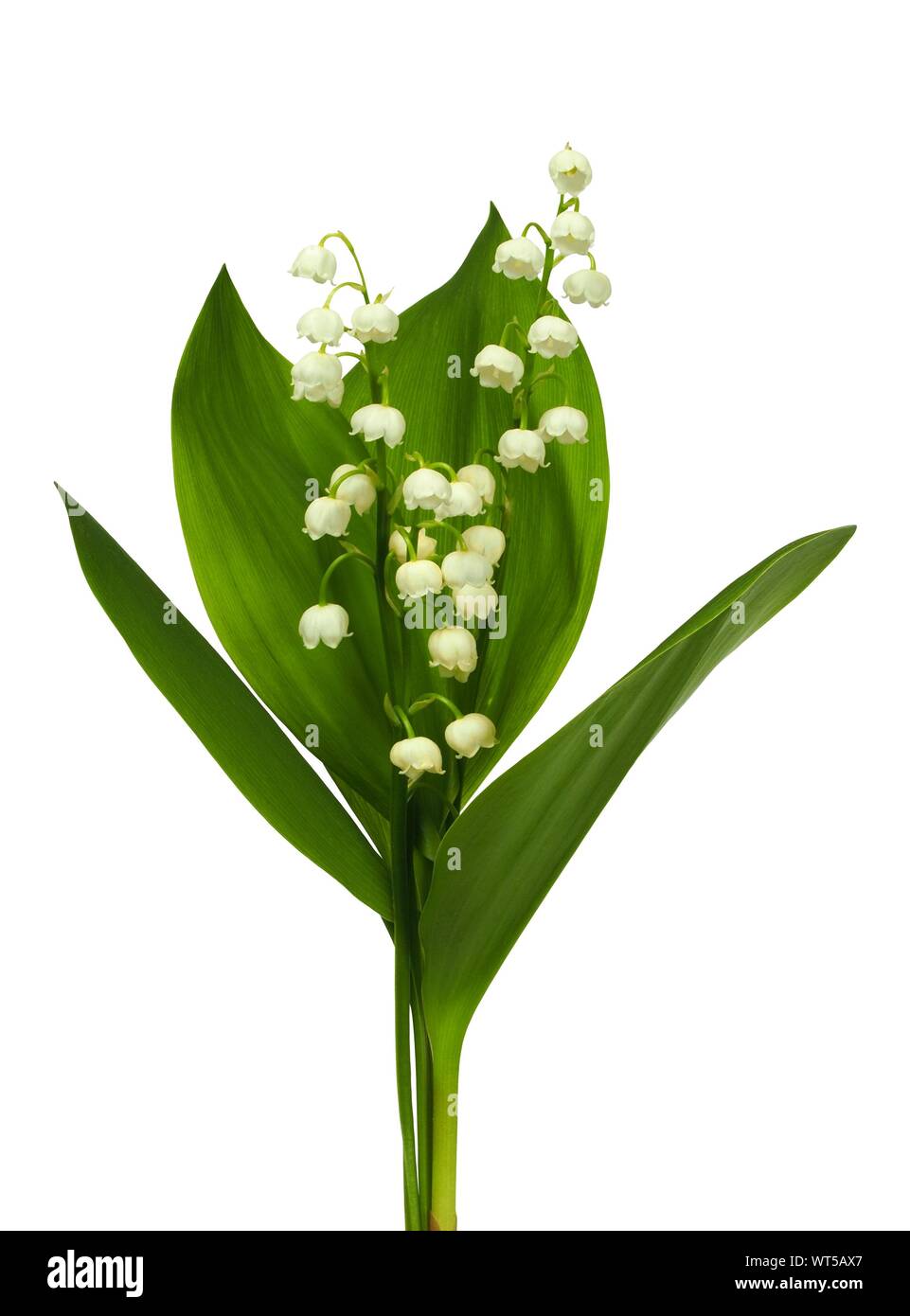 Lily of the valley - flowers isolated on white background Stock Photo ...
