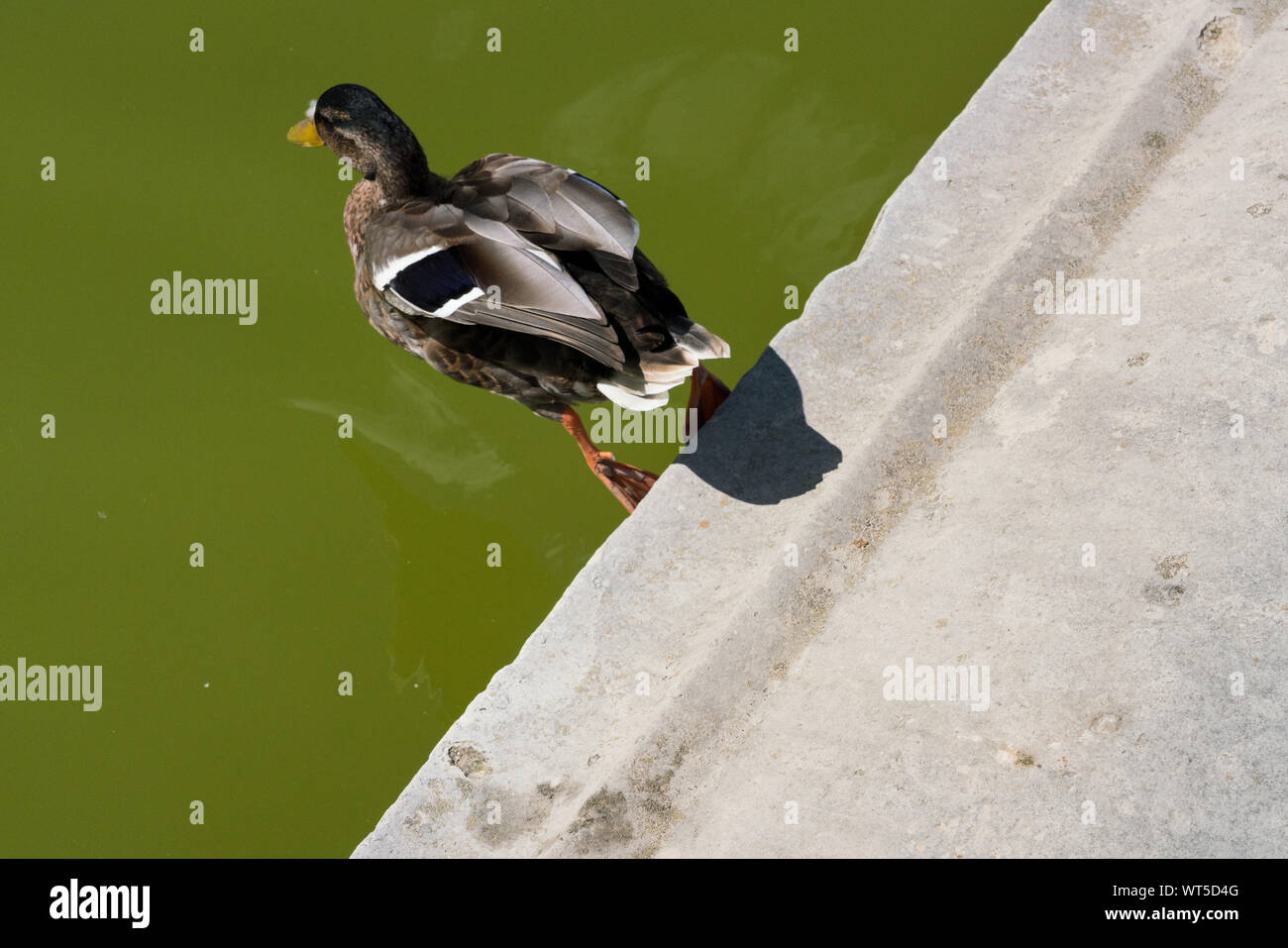 Duck jumping into a pond Stock Photo Alamy