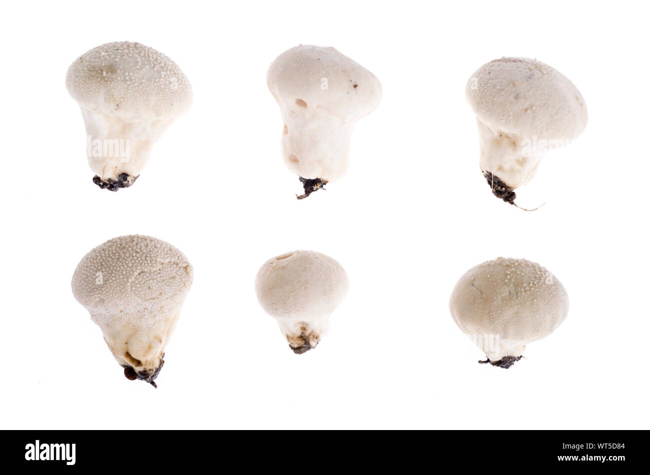 Forest wild mushroom Lycoperdon on white background. Studio Photo Stock Photo
