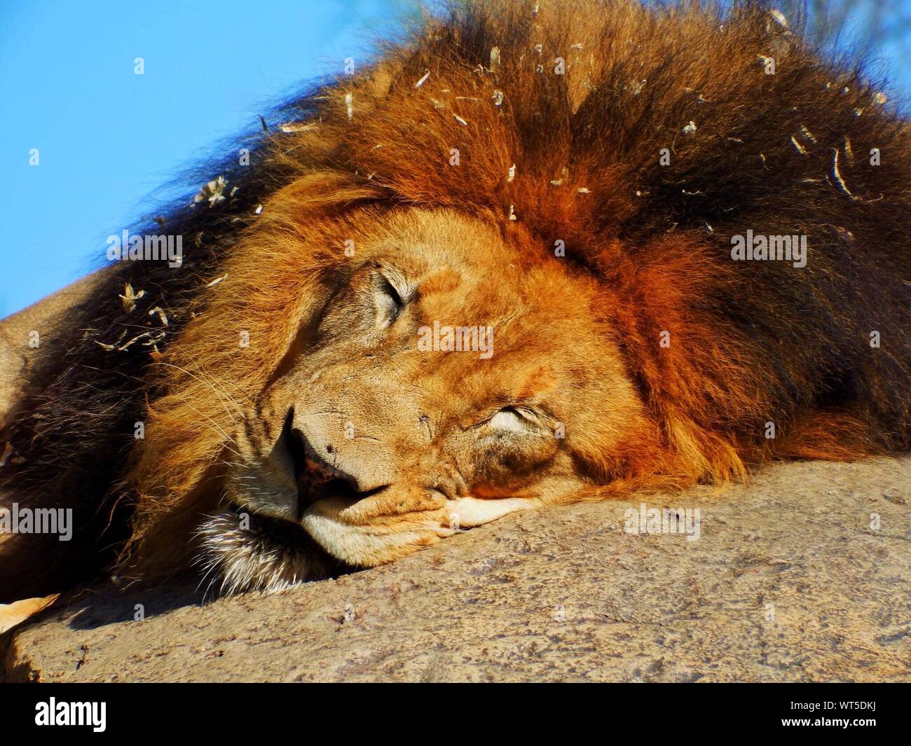 Lion sleeping on rock hi-res stock photography and images - Alamy