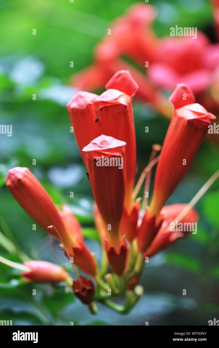 Red trumpet flower hires stock photography and images Alamy