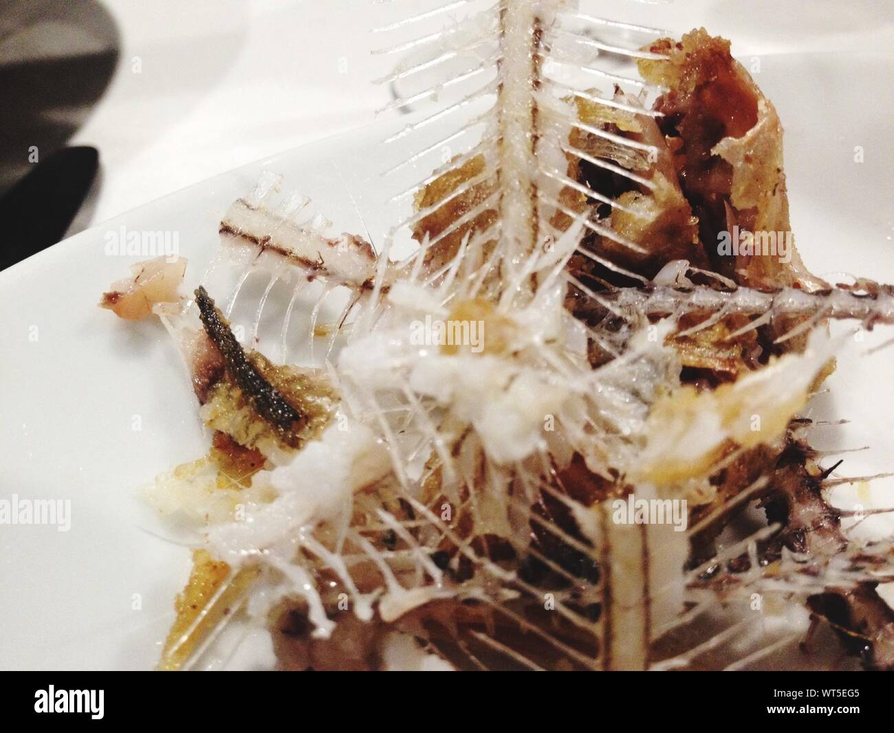 Fish Bones High Resolution Stock Photography and Images Alamy