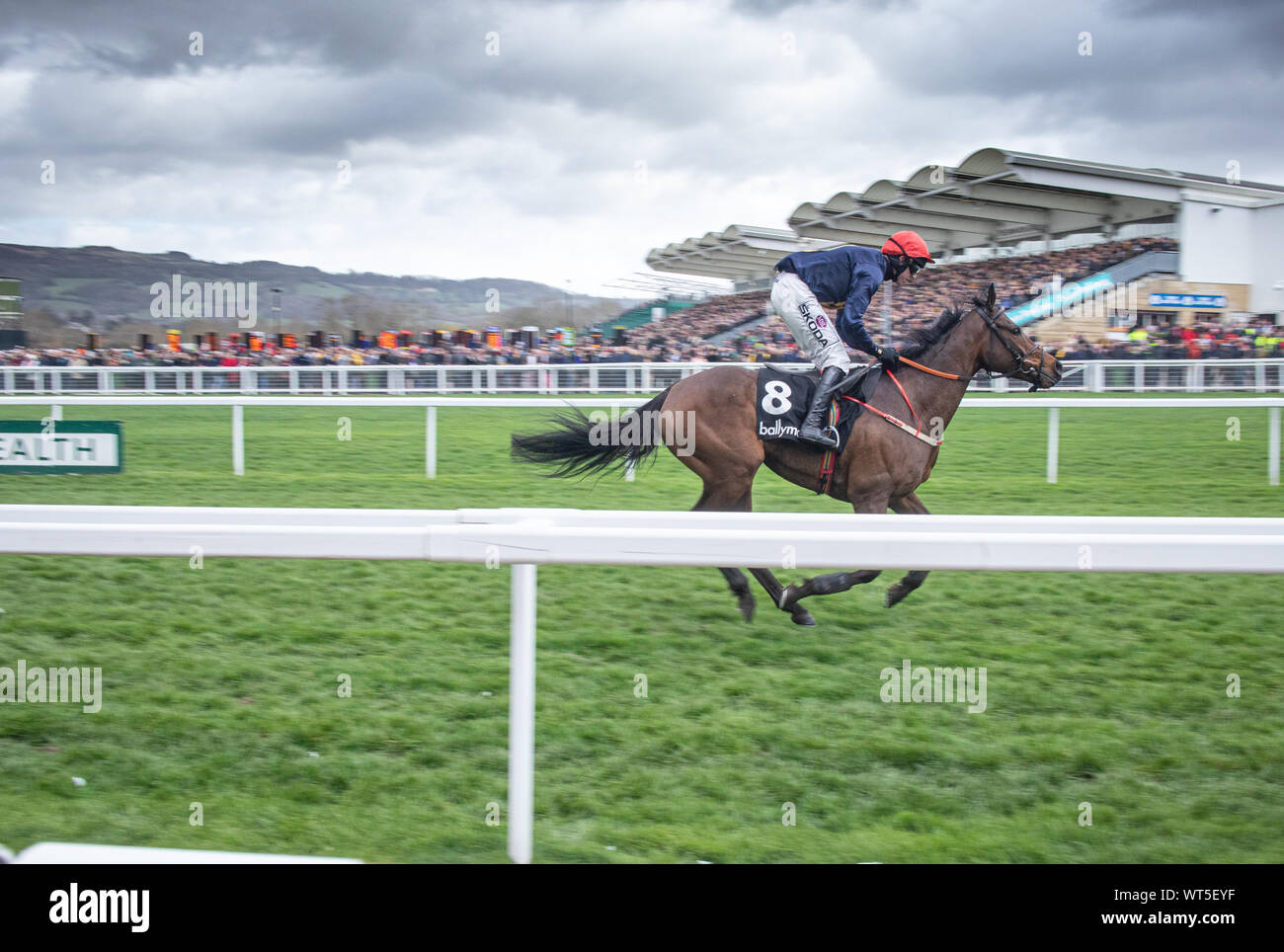 Horses race to the finish line at the Cheltenham festival. The Uk's premier National Hunt race meeting and a mecca for an army of traveling Irish fans Stock Photo