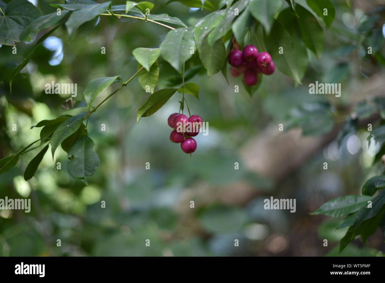Red Cherry Blossom Tree High Resolution Stock Photography and Images