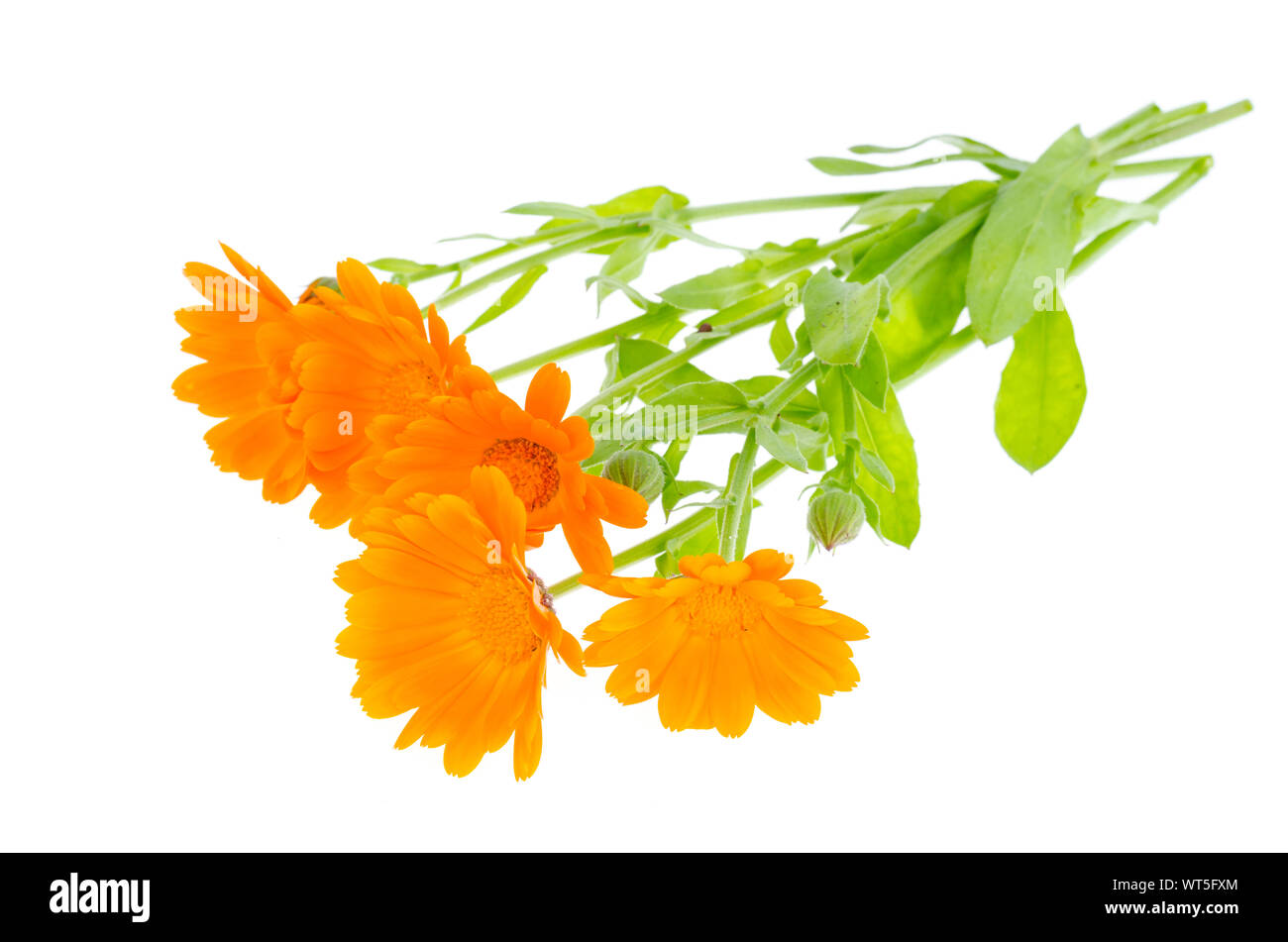 Medicinal plant with orange flowers Calendula officinalis. Studio Photo Stock Photo