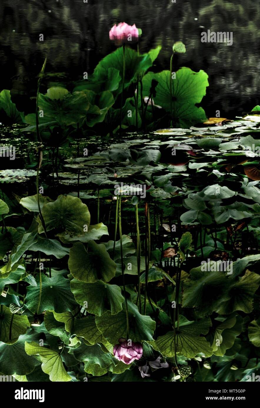 Upside down lotus hires stock photography and images Alamy