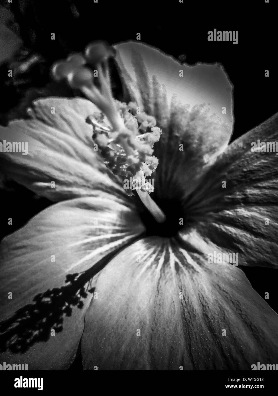 Hibiscus Flower Black And White Stock Photos Images Alamy