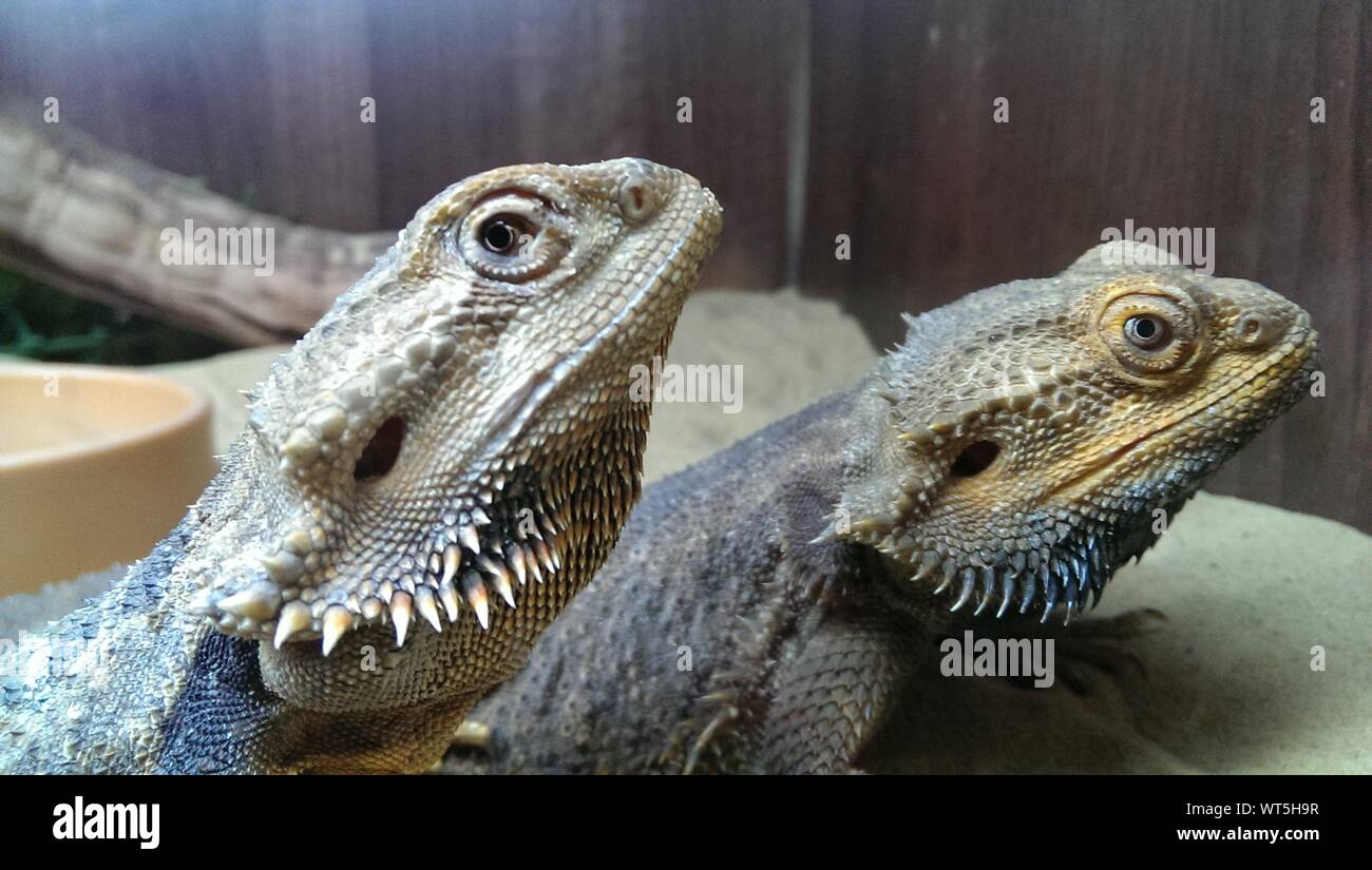 Bearded dragons cage hires stock photography and images Alamy