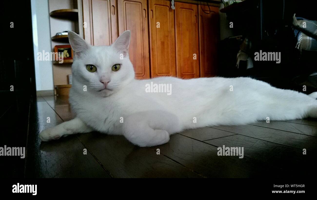Portrait Of Deaf White Cat Lying On Floor In House Stock Photo Alamy