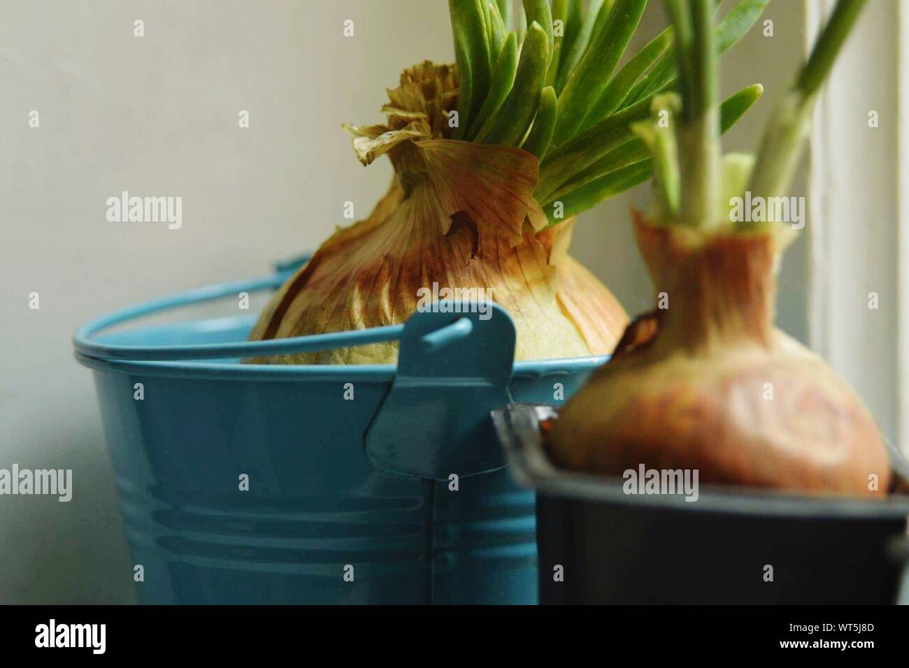 Onion Plants Growing In Buckets At Home Stock Photo Alamy