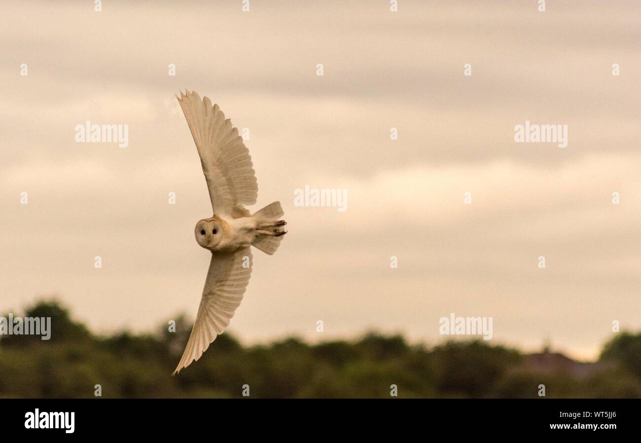 Alert White Owl Flying Stock Photo