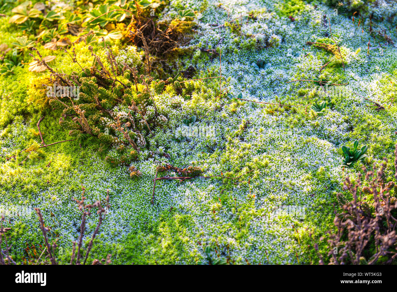 Frosty meadow in the morning Stock Photo