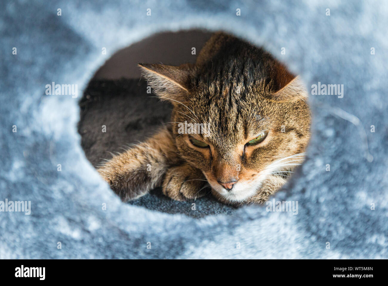 Barely awake cat inside cat house Stock Photo
