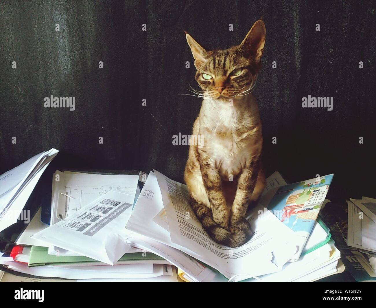 Displeased Devon Rex Cat Sitting On Pile Of Papers Against Wall Stock Photo