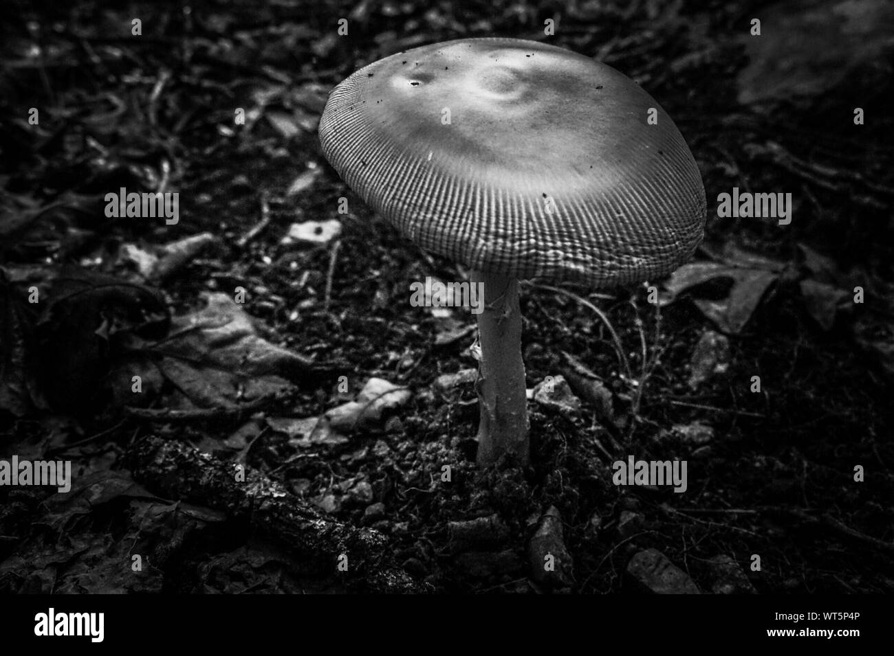 Wild Mushroom Growing On Field At Dusk Stock Photo