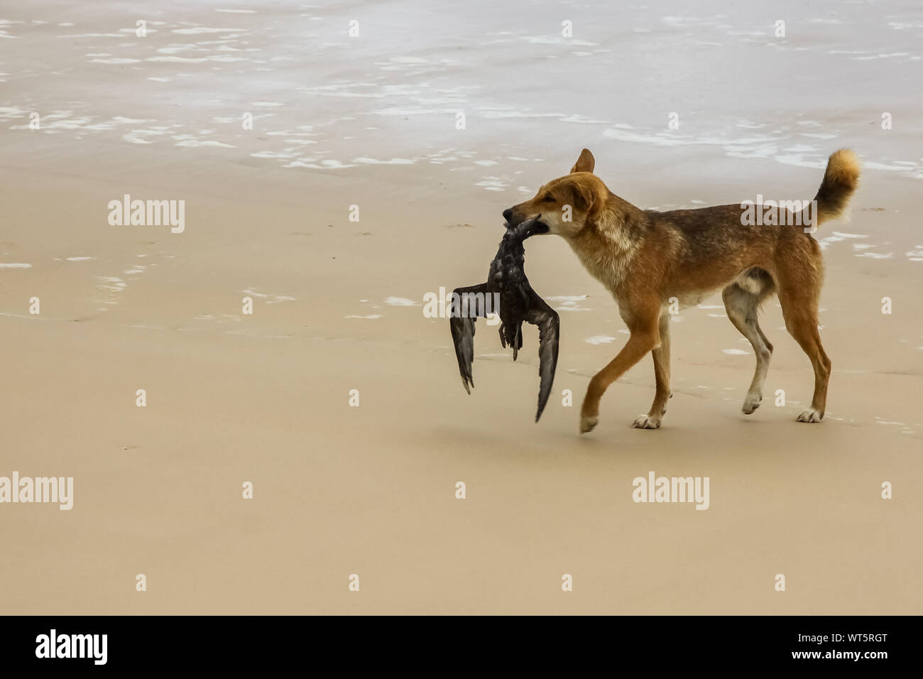 Australian dingo with its prey, a bulwers petrel at 75 mile beach, Fraser Island, Queensland, Australia Stock Photo