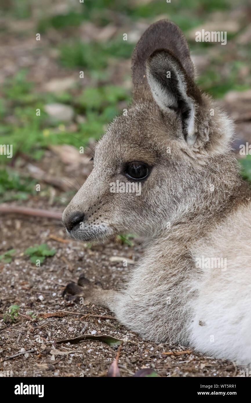 Close up of an Eastern grey kangaroo, profile, Girraween National Park, Queensland, Australia Stock Photo