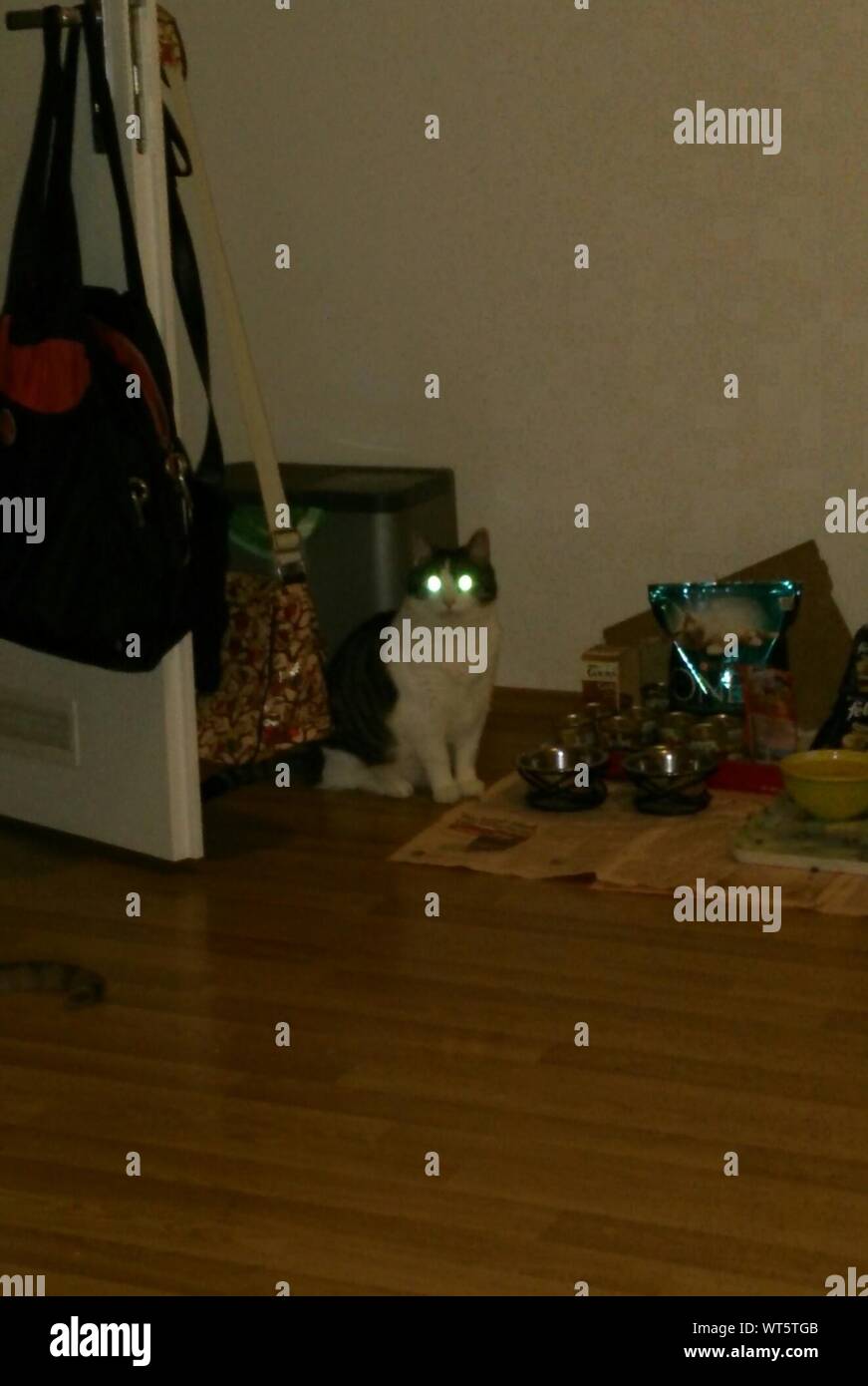Cat With Shiny Eyes Stock Photo Alamy