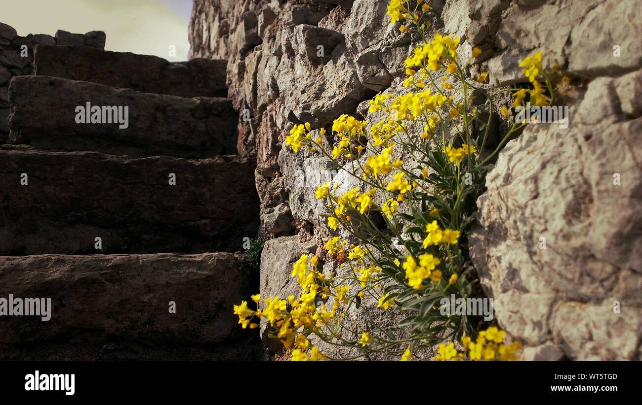 Stone Growing Flower High Resolution Stock Photography and Images - Alamy