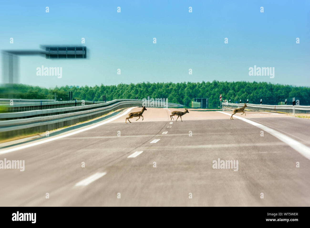 Deer run over an empty highway Stock Photo