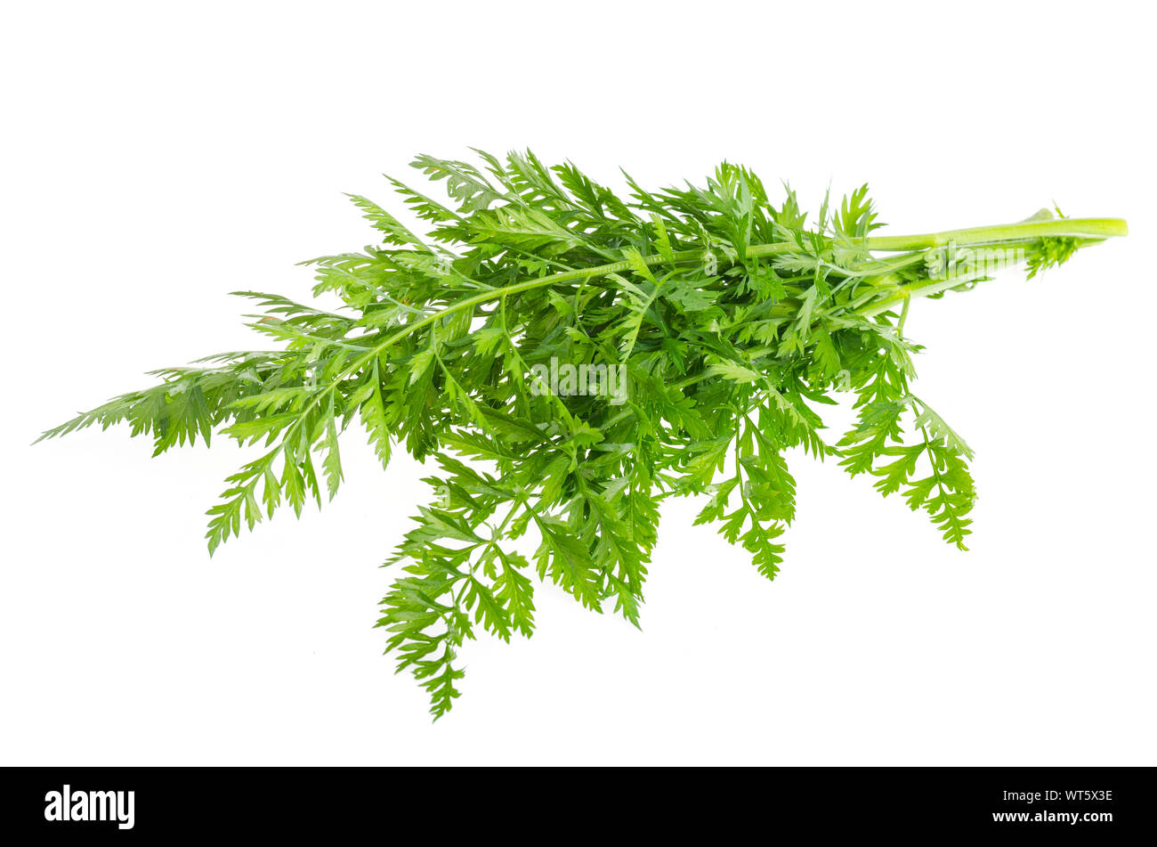 Bunch Of Green Carrot Leaves Isolated On White Background Studio Photo bunch-of-green-carrot-leaves-isolated-on-white-background-studio-photo