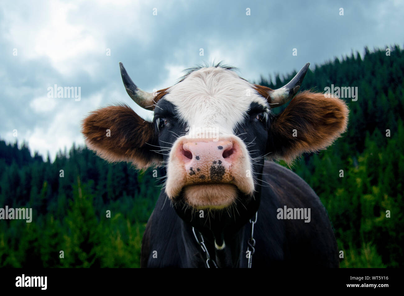 Pink Nose Of A Cow High Resolution Stock Photography and Images - Alamy