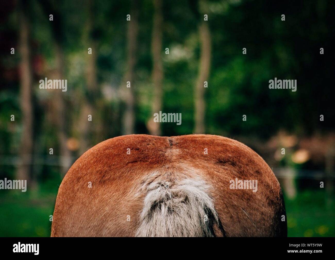 Horse tail up hires stock photography and images Alamy