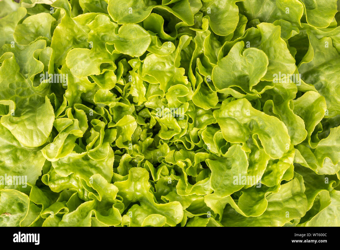 Crisp fresh leaf salad as a background or texture Stock Photo