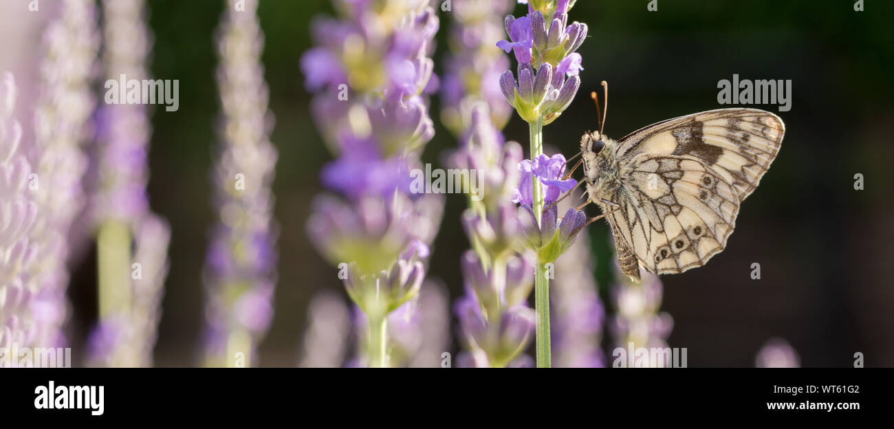 Chessboard butterfly in lavender as a panorama Stock Photo
