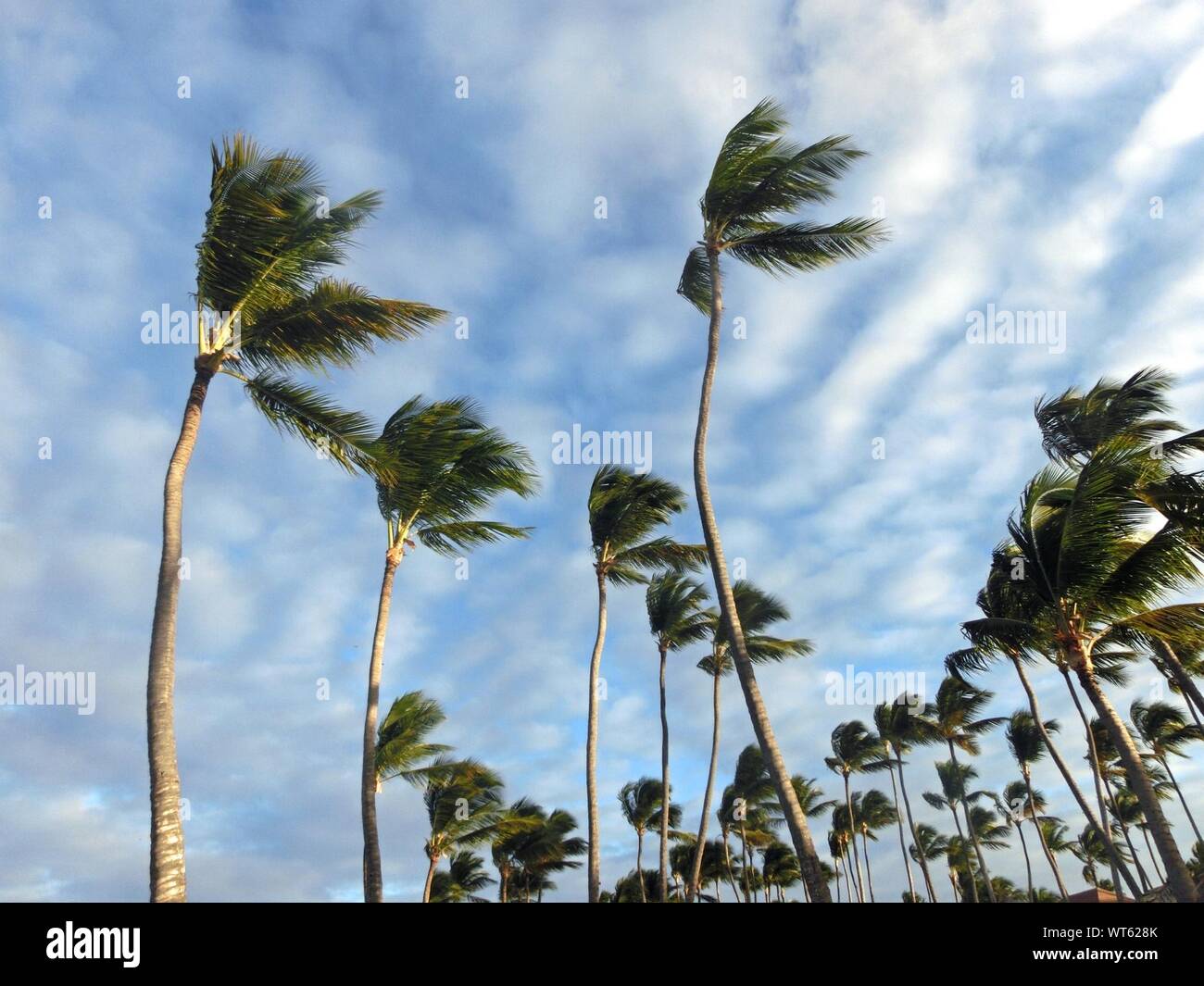 Windy Day Telegraph windy-day-telegraph