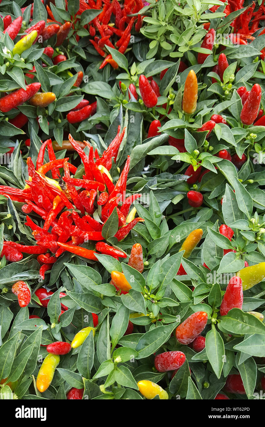 Chili pepper plants hires stock photography and images Alamy