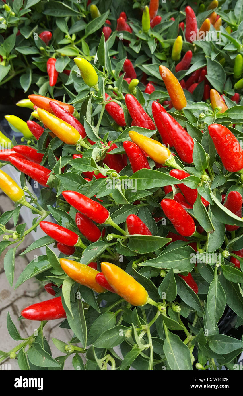 Ornamental chili pepper hires stock photography and images Alamy