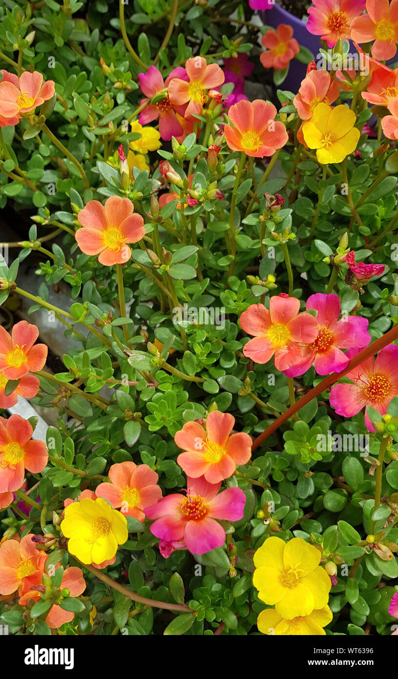 Colorful flowers in the garden Stock Photo - Alamy