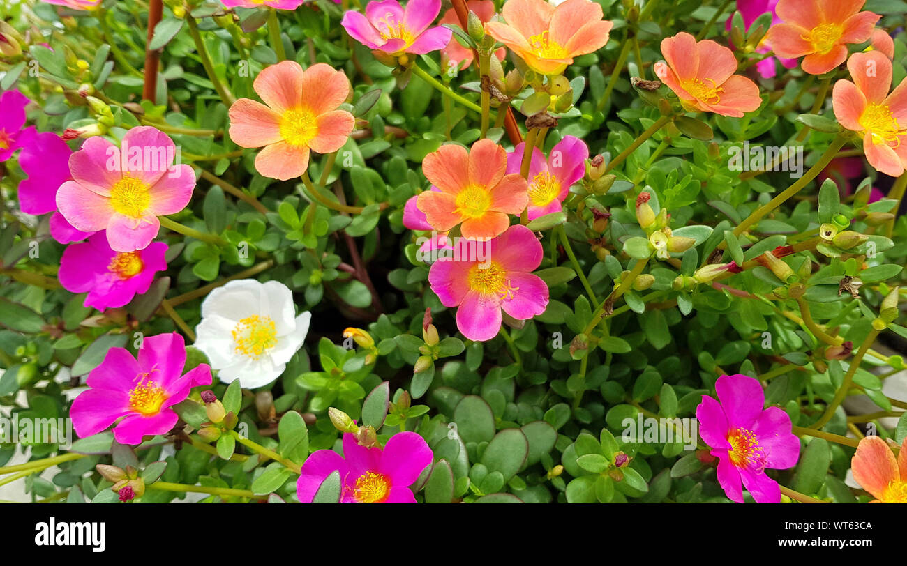 Colorful flowers in the garden Stock Photo - Alamy