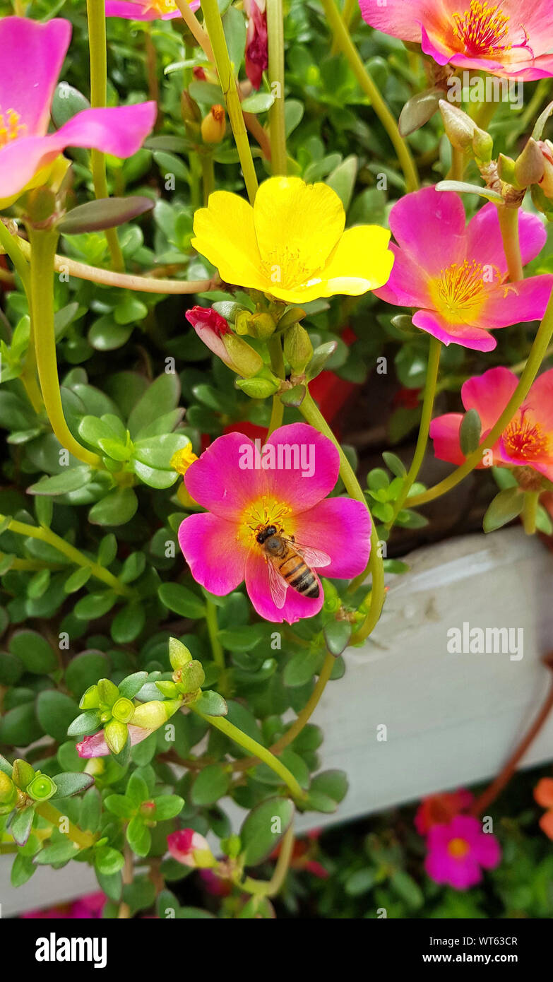 Colorful flowers in the garden Stock Photo - Alamy