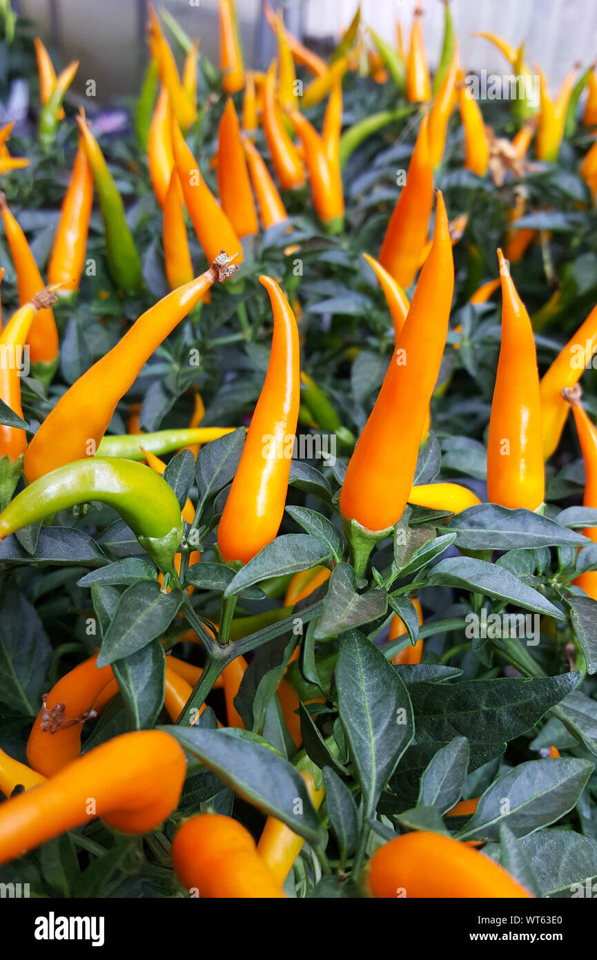 Pots with ornamental chili pepper plants Stock Photo Alamy