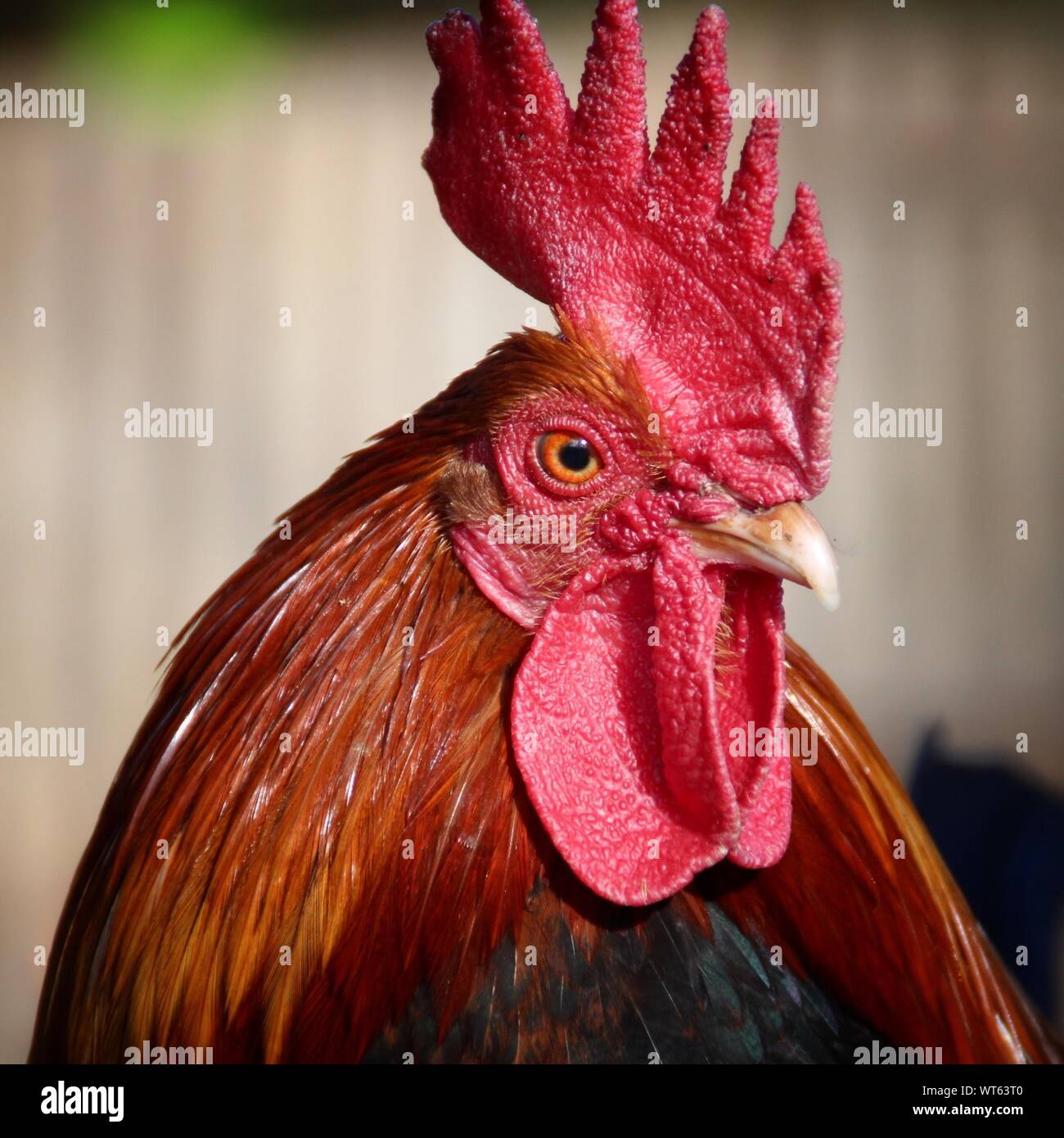 Download Red Rooster High Resolution Stock Photography And Images Alamy
