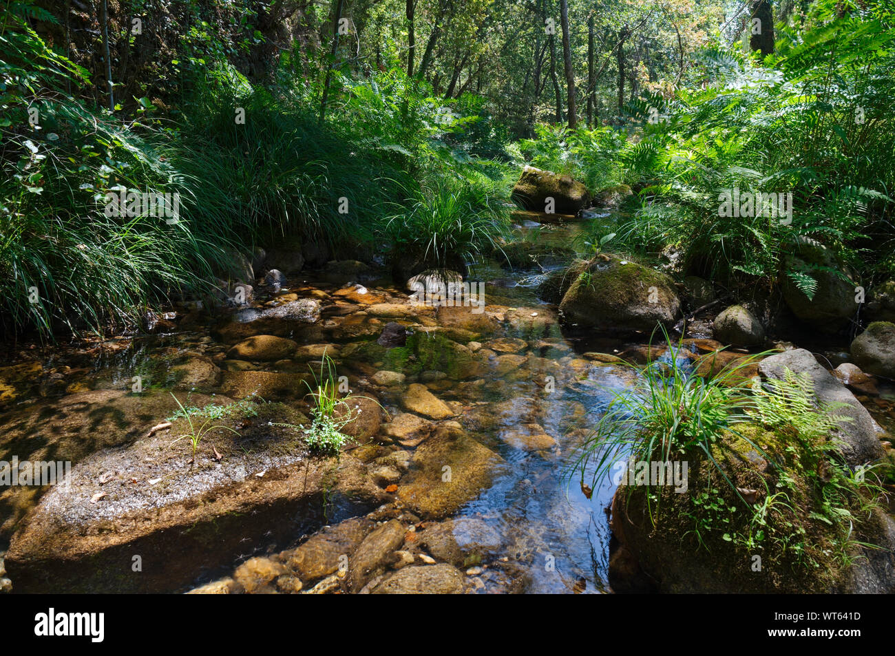 Peaceful river waters in the forests of Carvalhais. Sao Pedro do Sul, Portugal Stock Photo