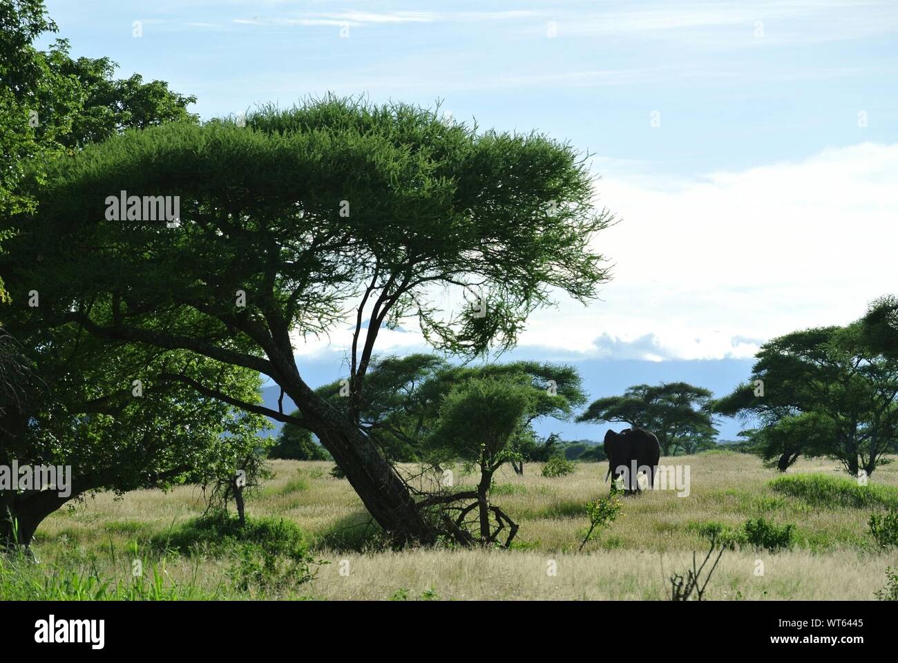 Savannah with acacia trees hi-res stock photography and images - Alamy