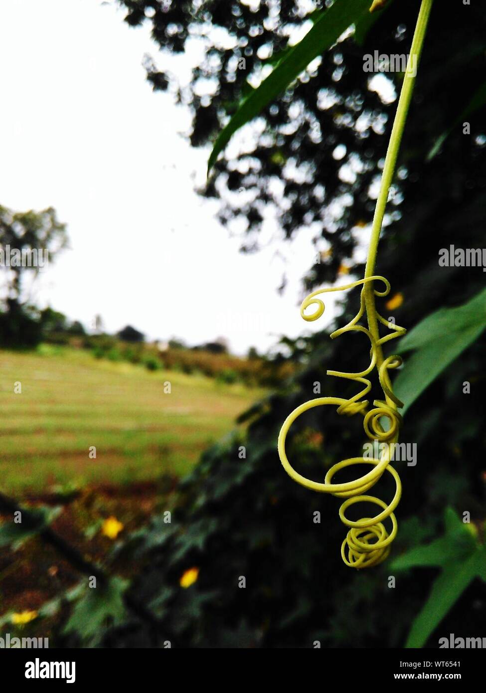Close-up Of Tendril Stock Photo