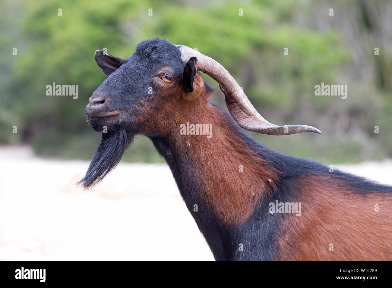 Balearian Feral Goat (Capra aegagrus hircus) Stock Photo