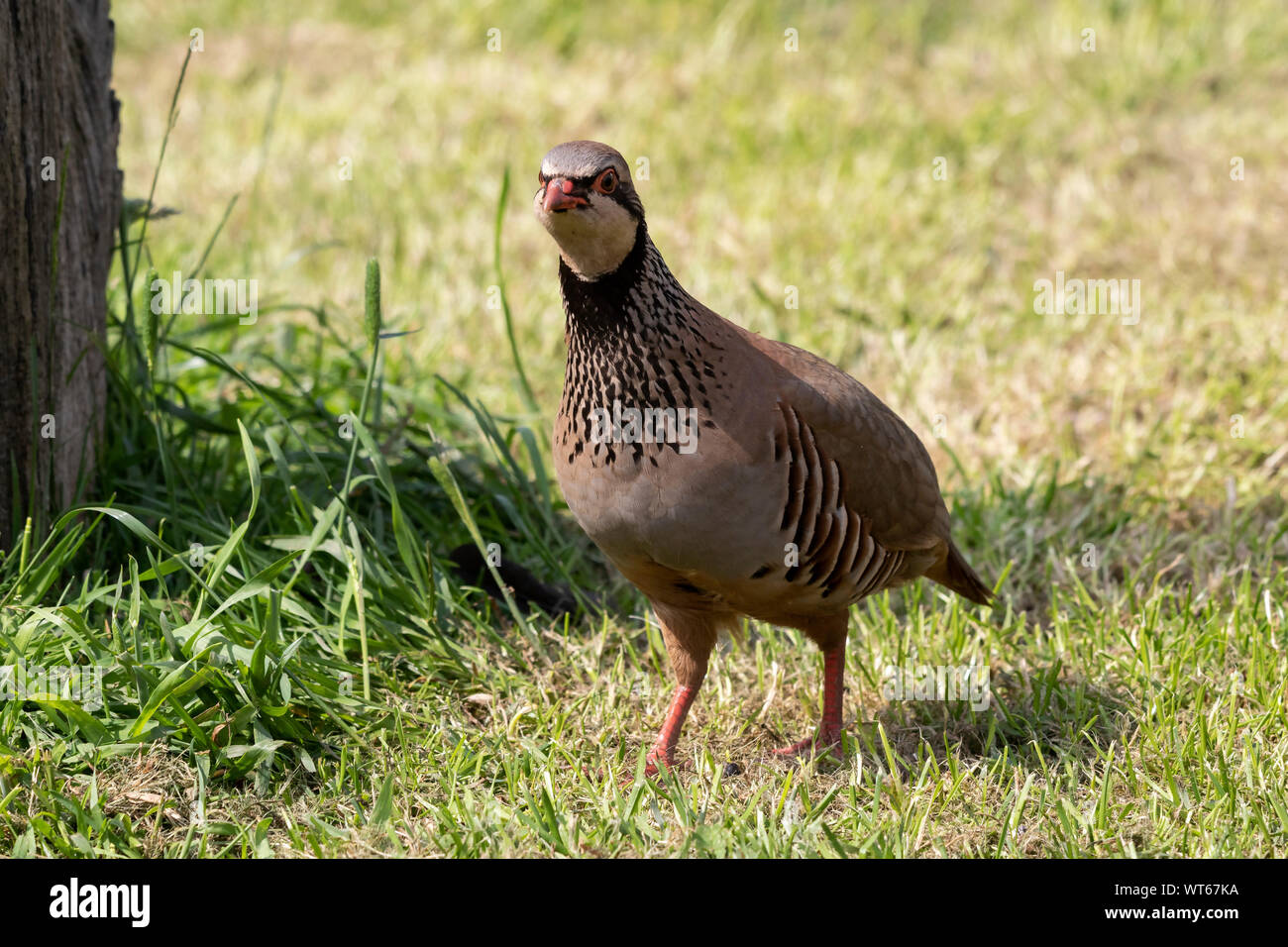 Red-legged Partridge Alectoris rufa Stock Photo - Alamy
