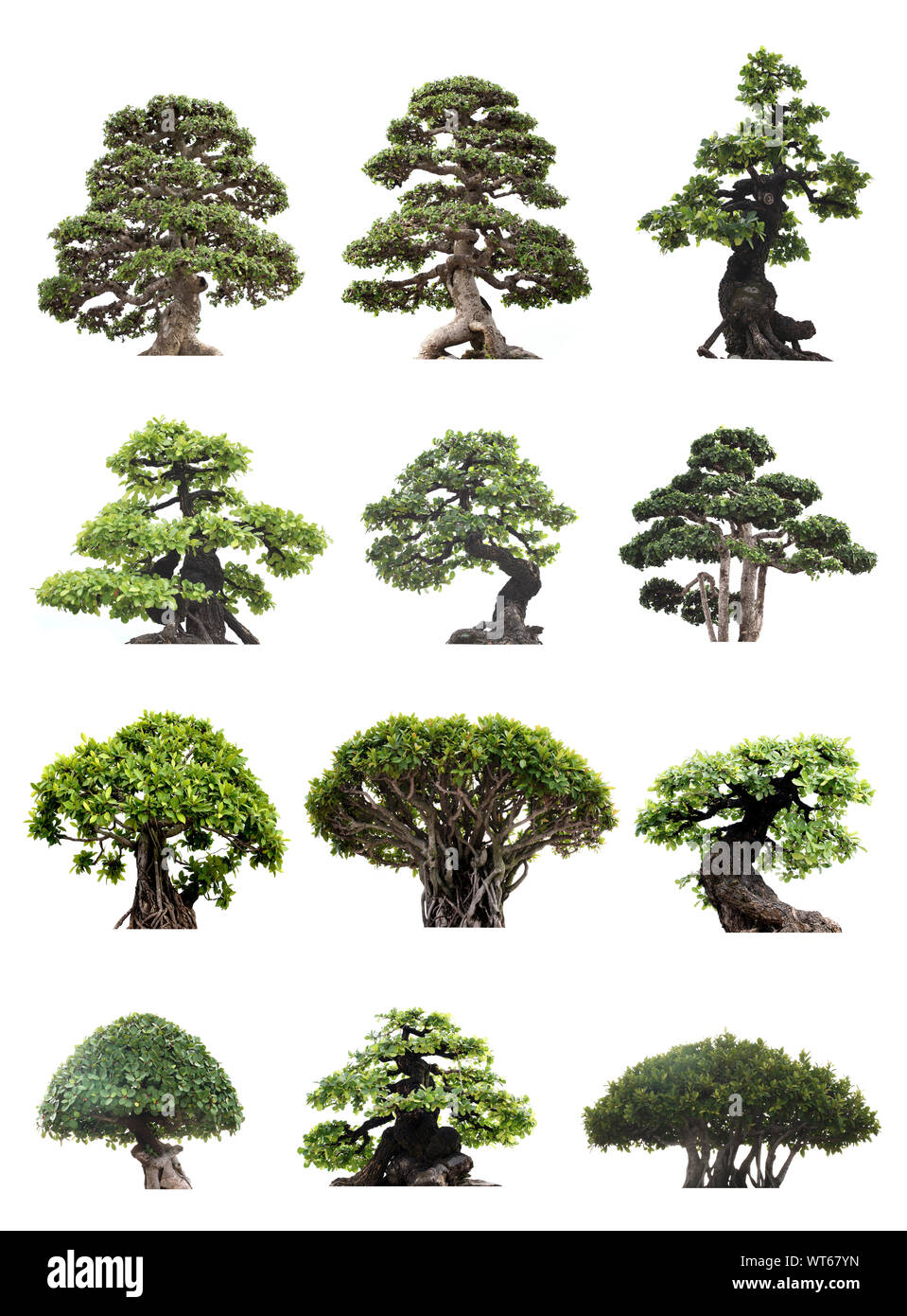 Bonzai Garden High Resolution Stock Photography and Images - Alamy