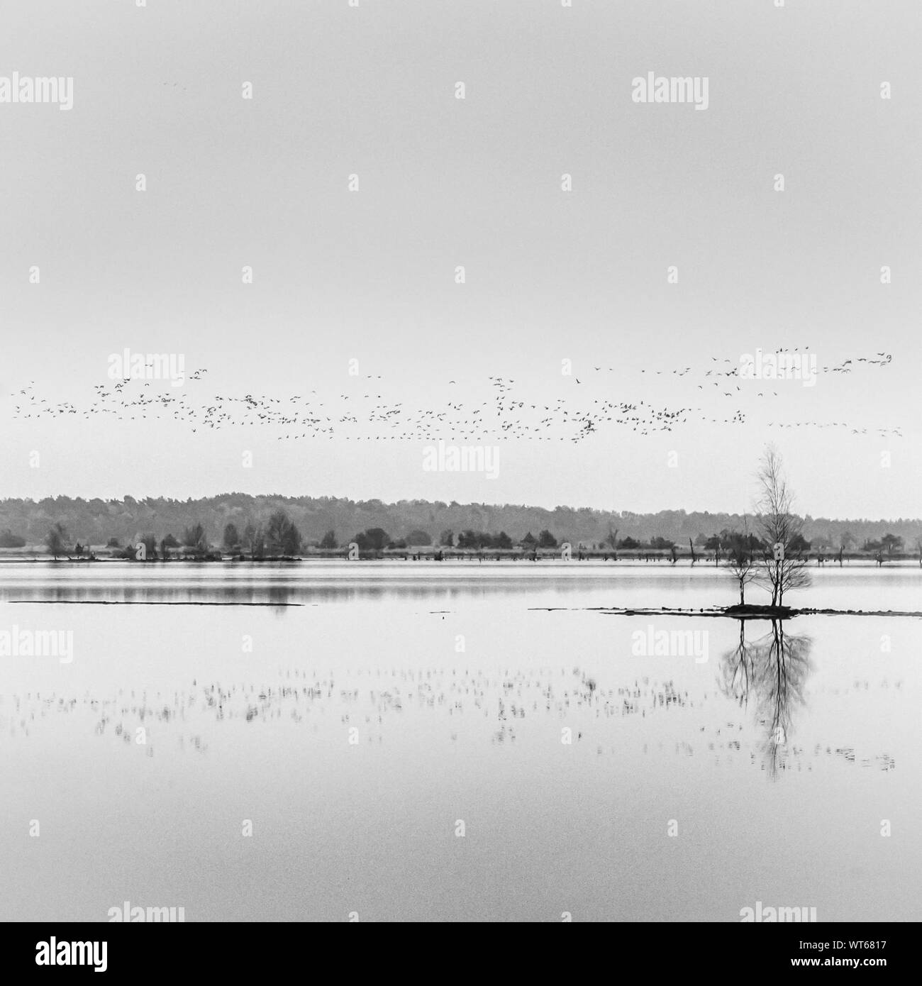 Flock Of Birds Flying Over The Lake Stock Photo